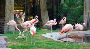 Flamingo Habitat