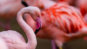 Flamingo Habitat image 2