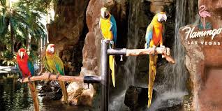 Flamingo Habitat image 3