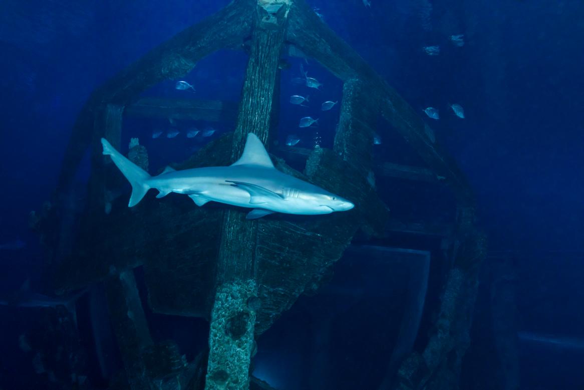 Shark Reef Aquarium  image 3